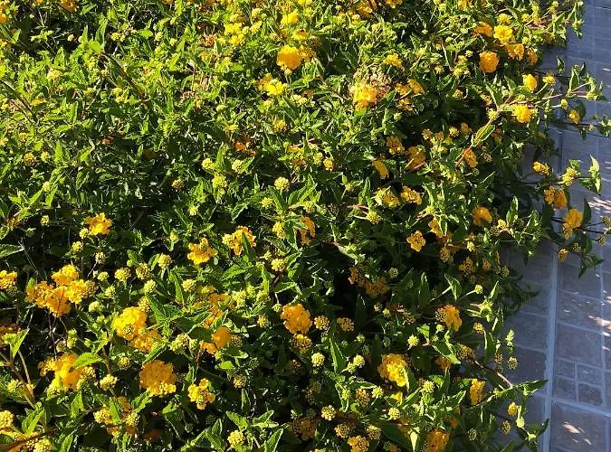 Villa La Casa Di Flo Luxury *