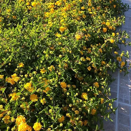 Villa La Casa Di Flo Luxury *